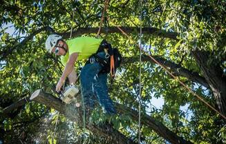 Tree Trimming Service in Colorado Springs - Arborist trimming an oak tree