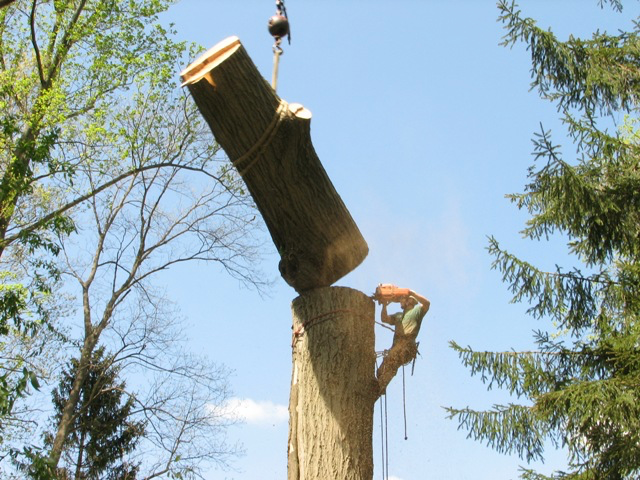 Tree trunk removal cutting